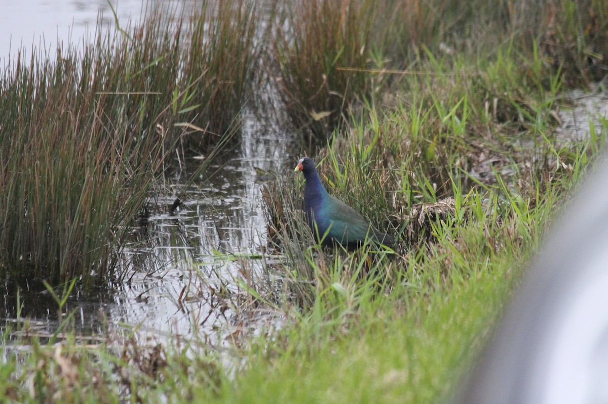 Purple Gallinule - ML639983280