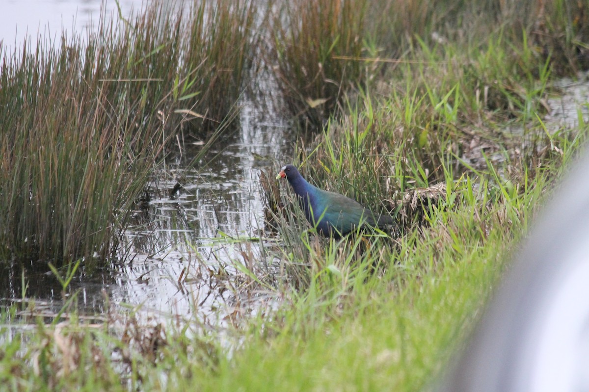 Purple Gallinule - ML639983281