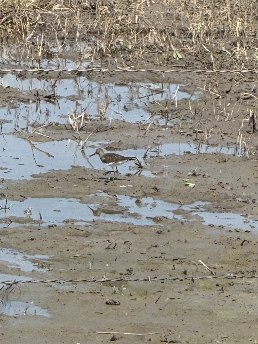 Solitary Sandpiper - ML639983317