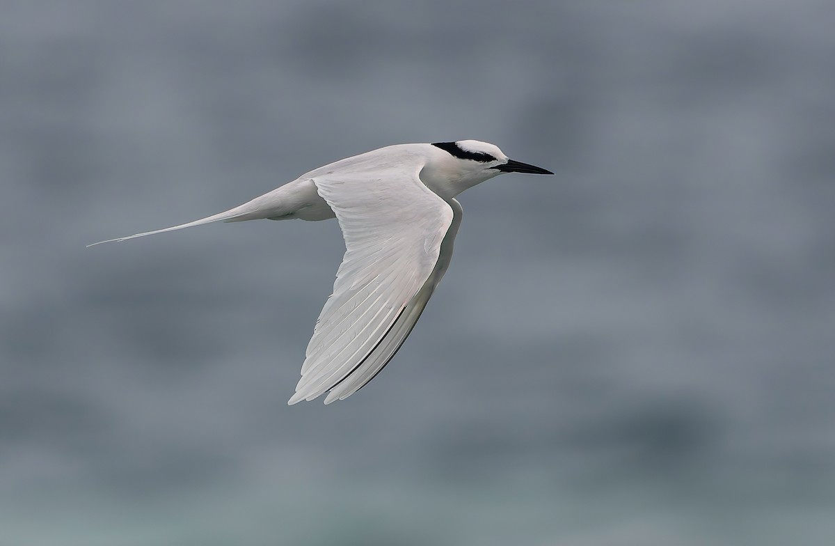 Black-naped Tern - ML639983411