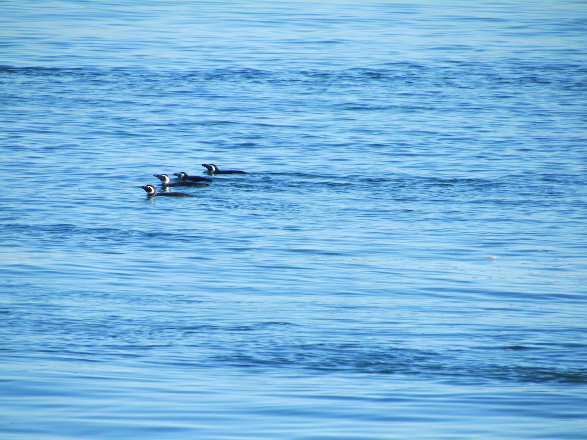 Magellanic Penguin - ML639983423