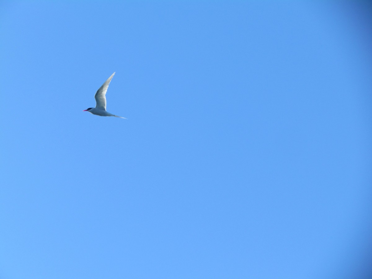 South American Tern - ML639983438