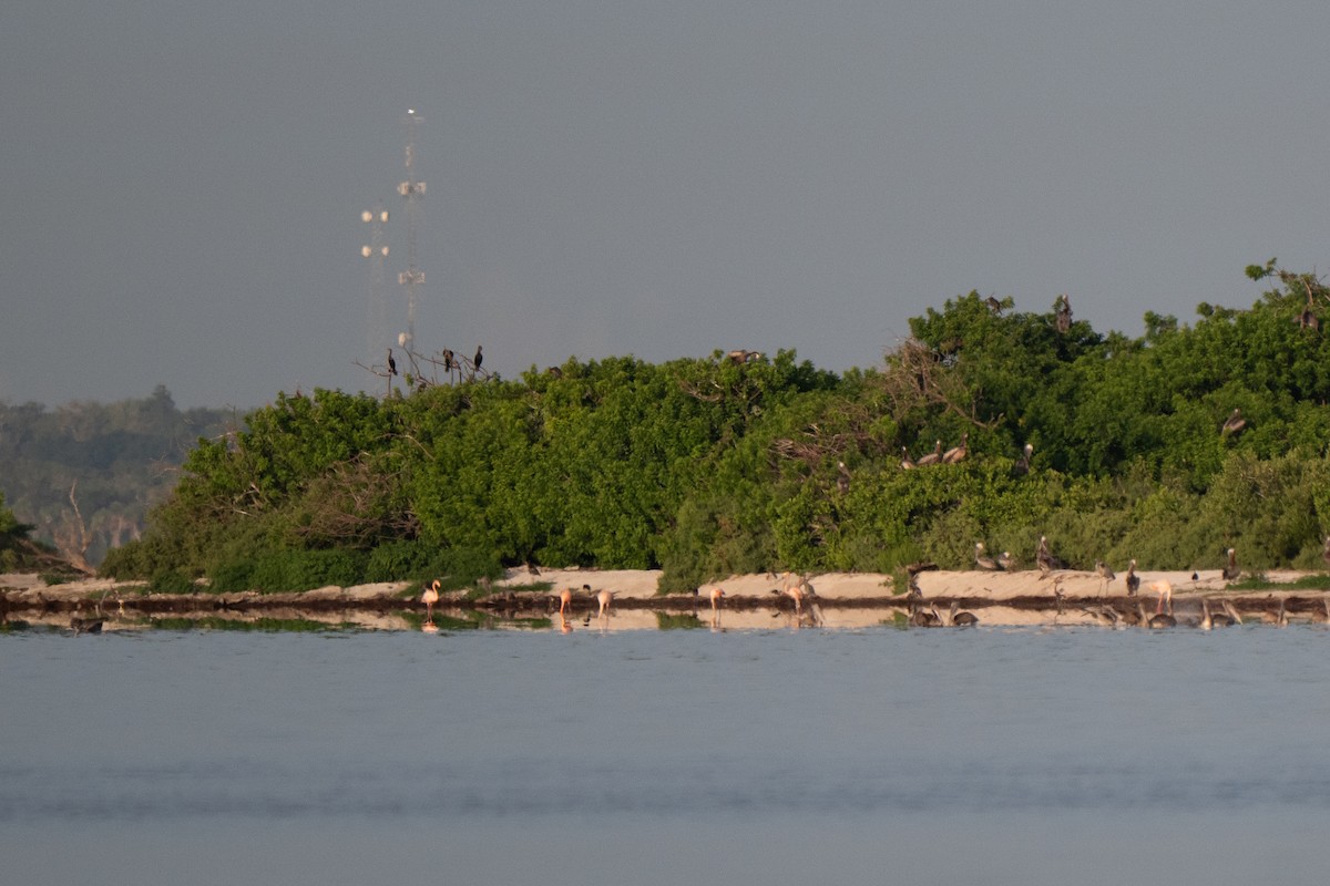 American Flamingo - ML639983473