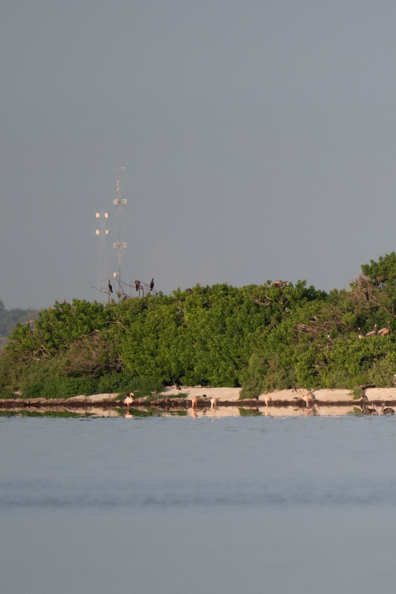 American Flamingo - ML639983477