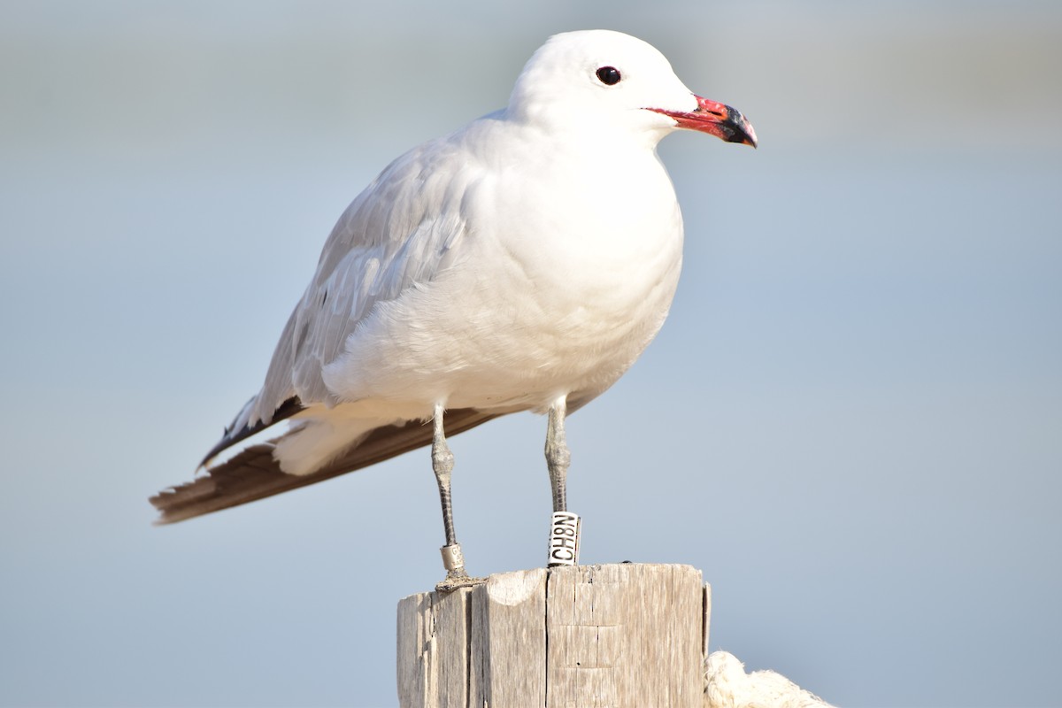 Audouin's Gull - ML639983518