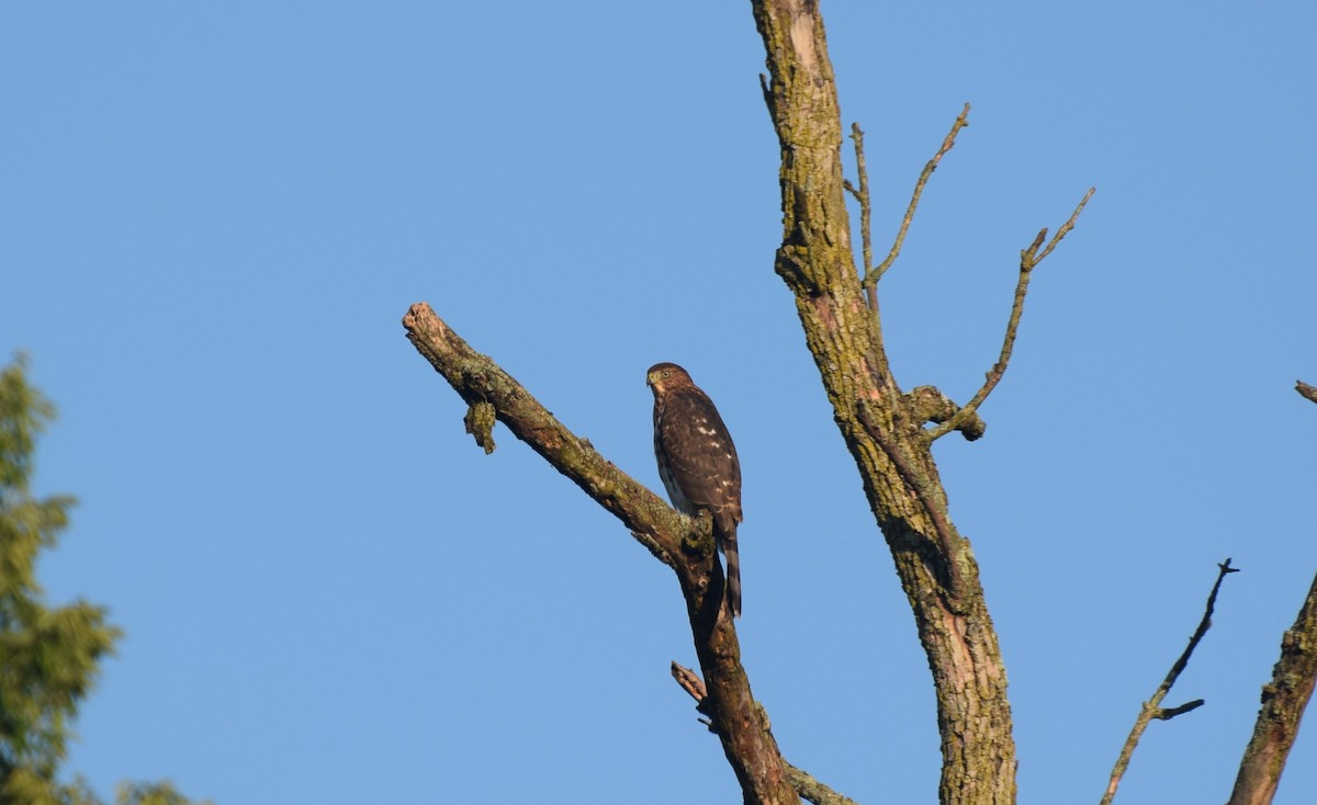 Cooper's Hawk - ML639983528