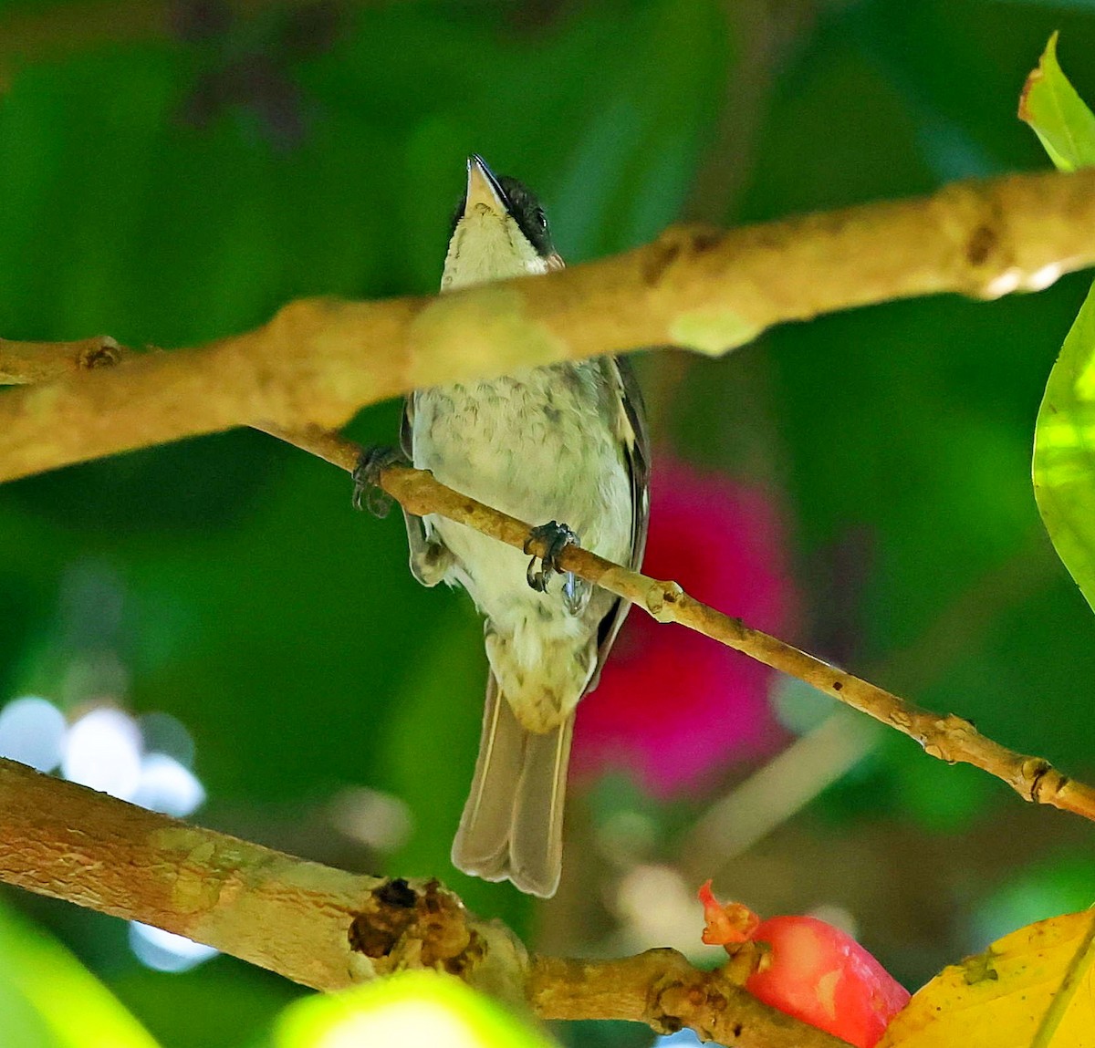 Puerto Rican Tanager - ML639983552