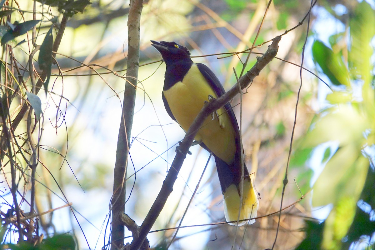 Plush-crested Jay - ML639983614