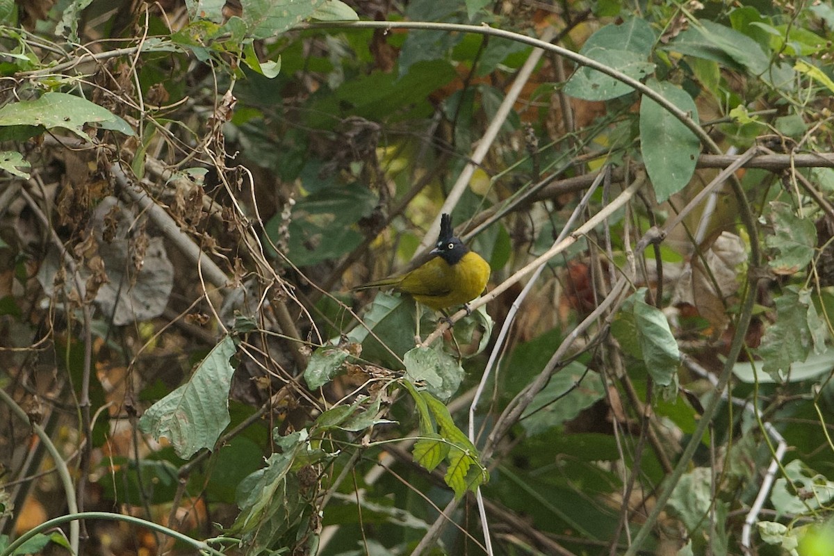 Black-crested Bulbul - ML639983658