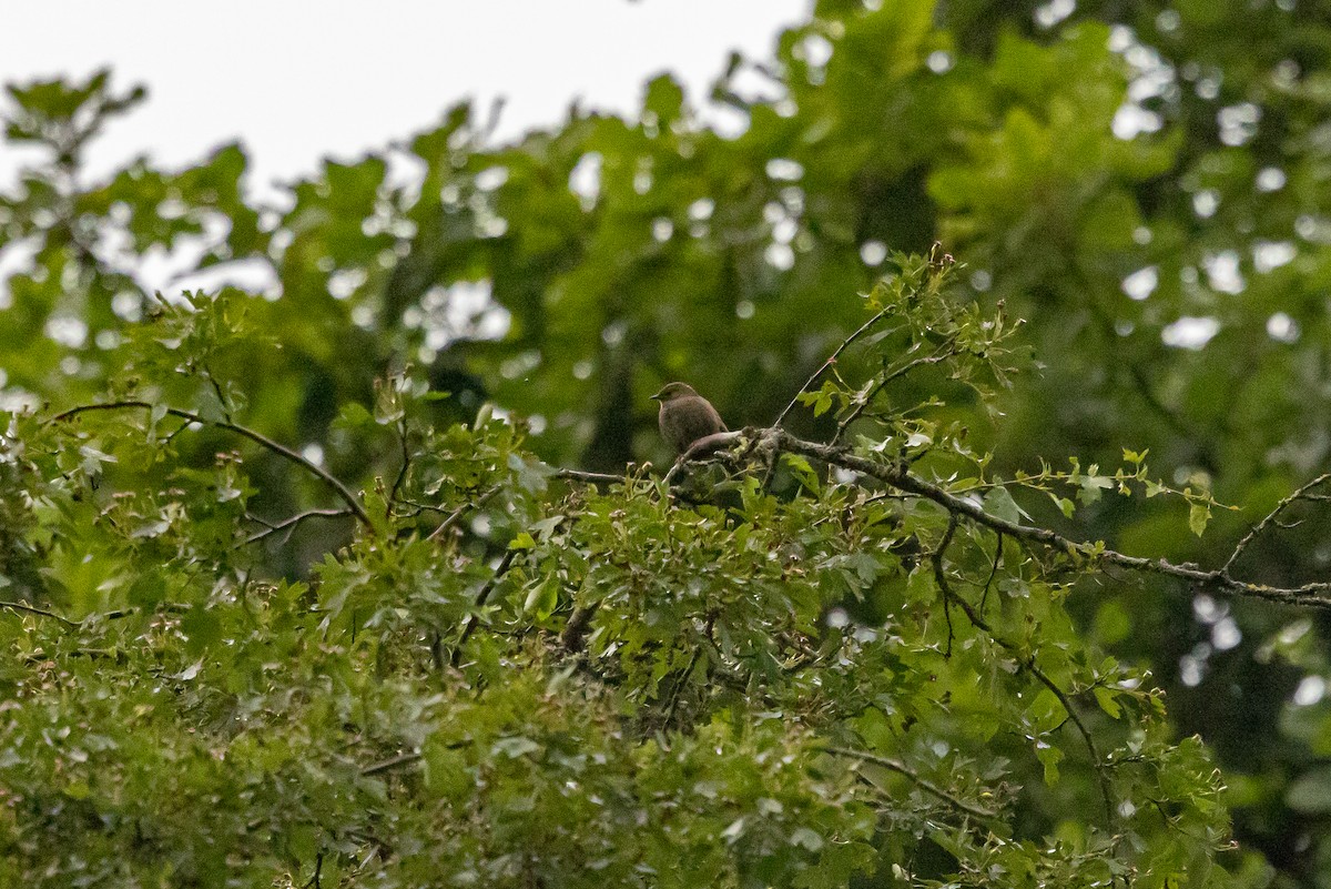 Dunnock - ML639983706