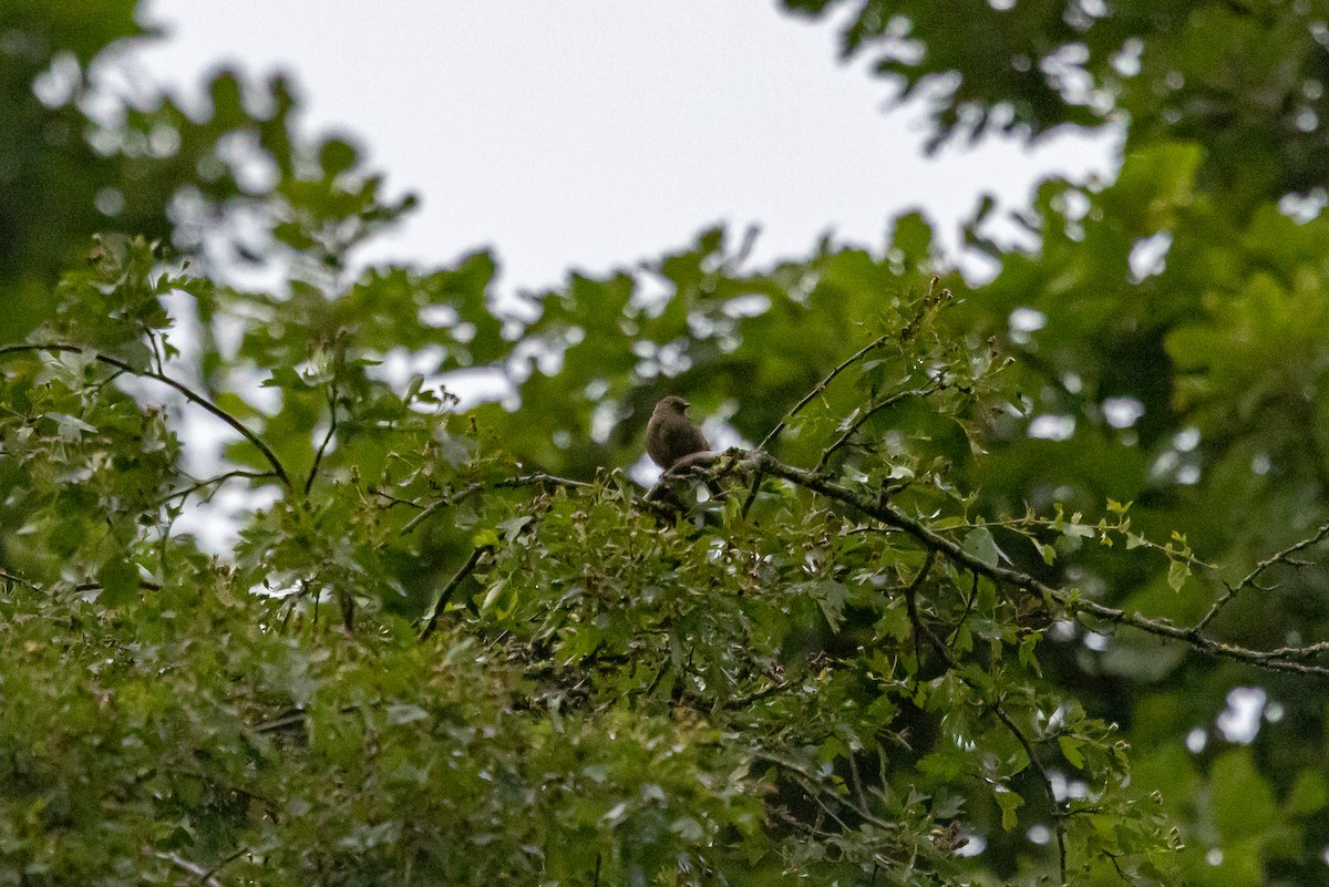 Dunnock - ML639983707