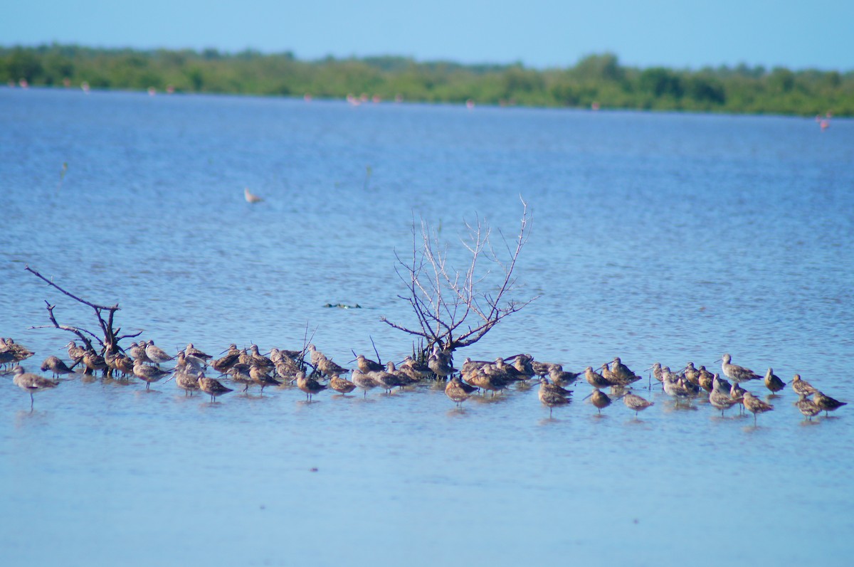 Short-billed Dowitcher - ML639983730