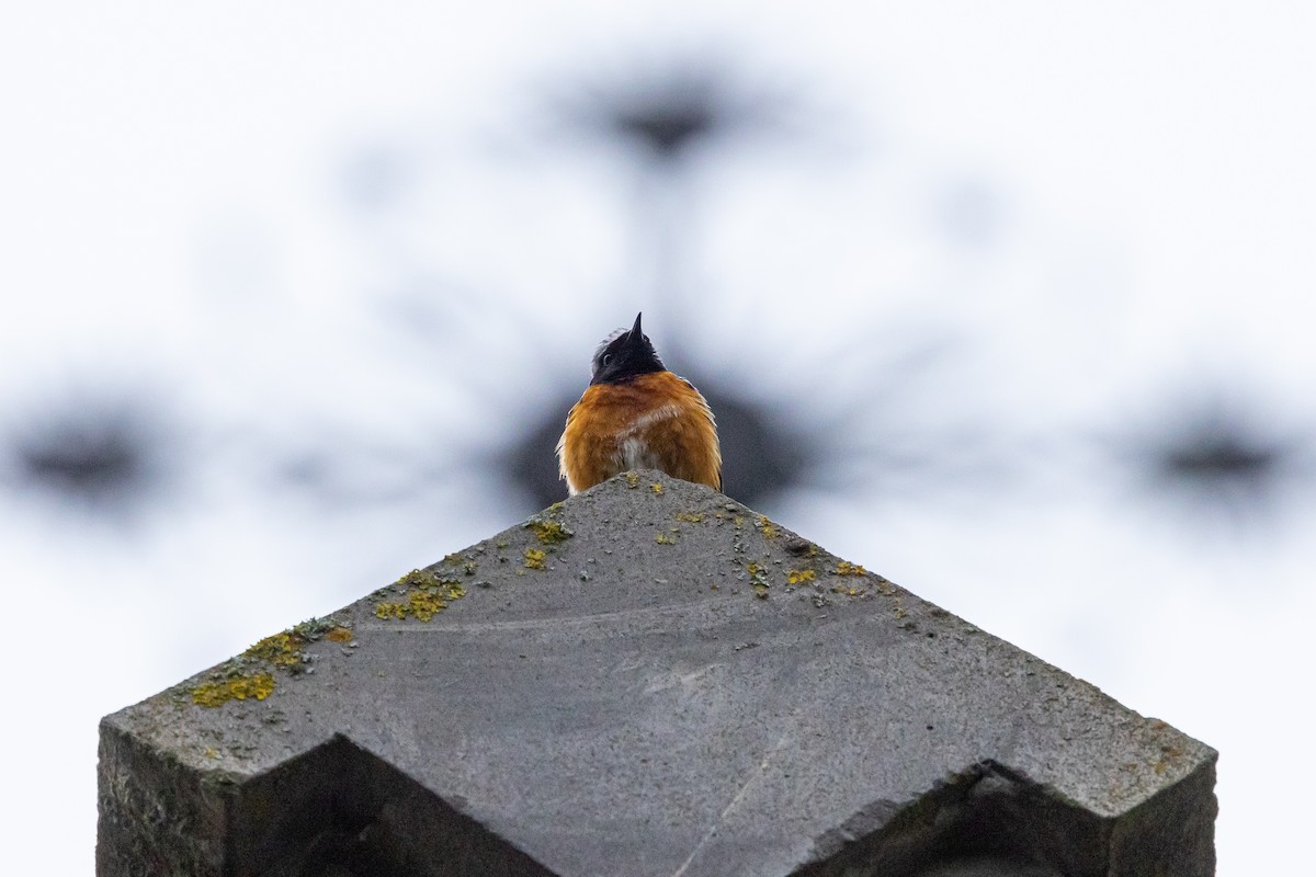 Common Redstart (Ehrenberg's) - ML639983839