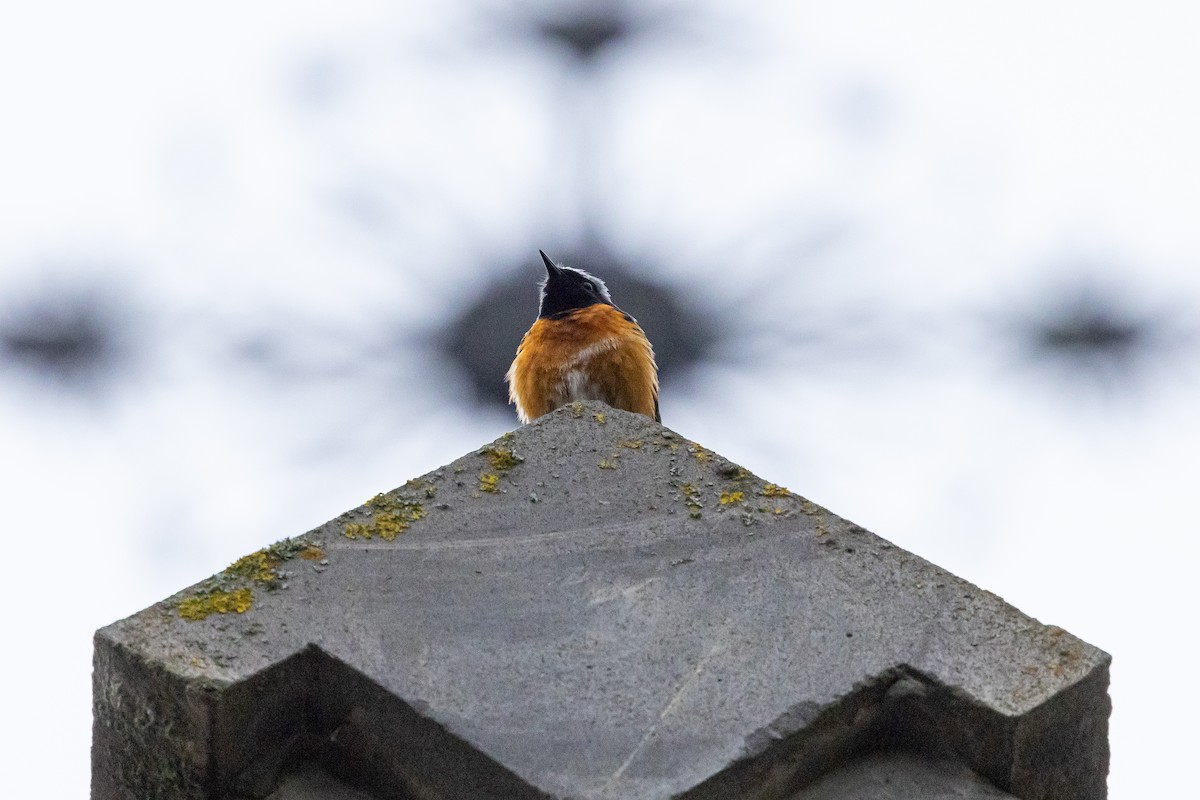 Common Redstart (Ehrenberg's) - ML639983840