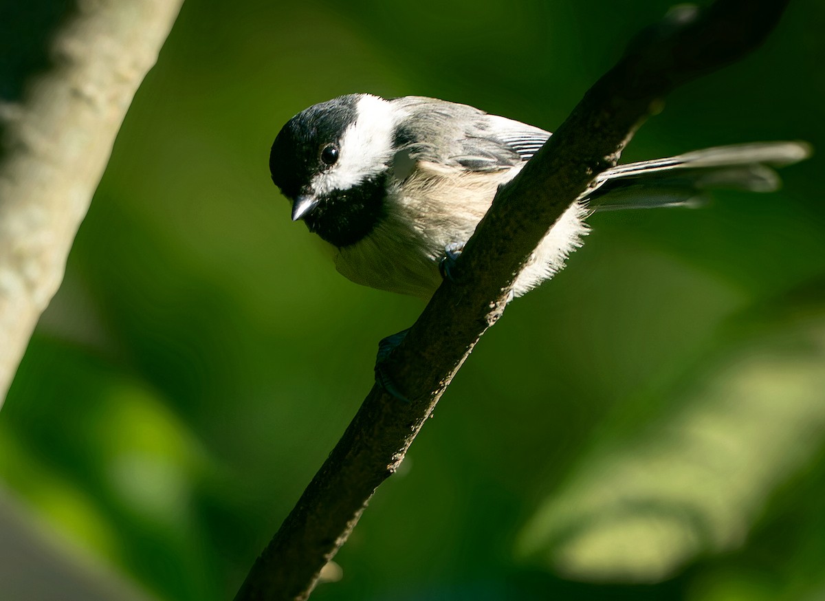 Carolina Chickadee - ML639983875