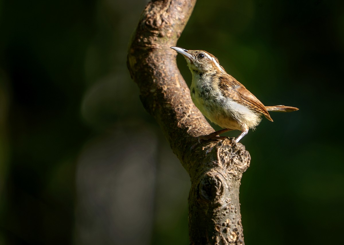 Carolina Wren - ML639983885