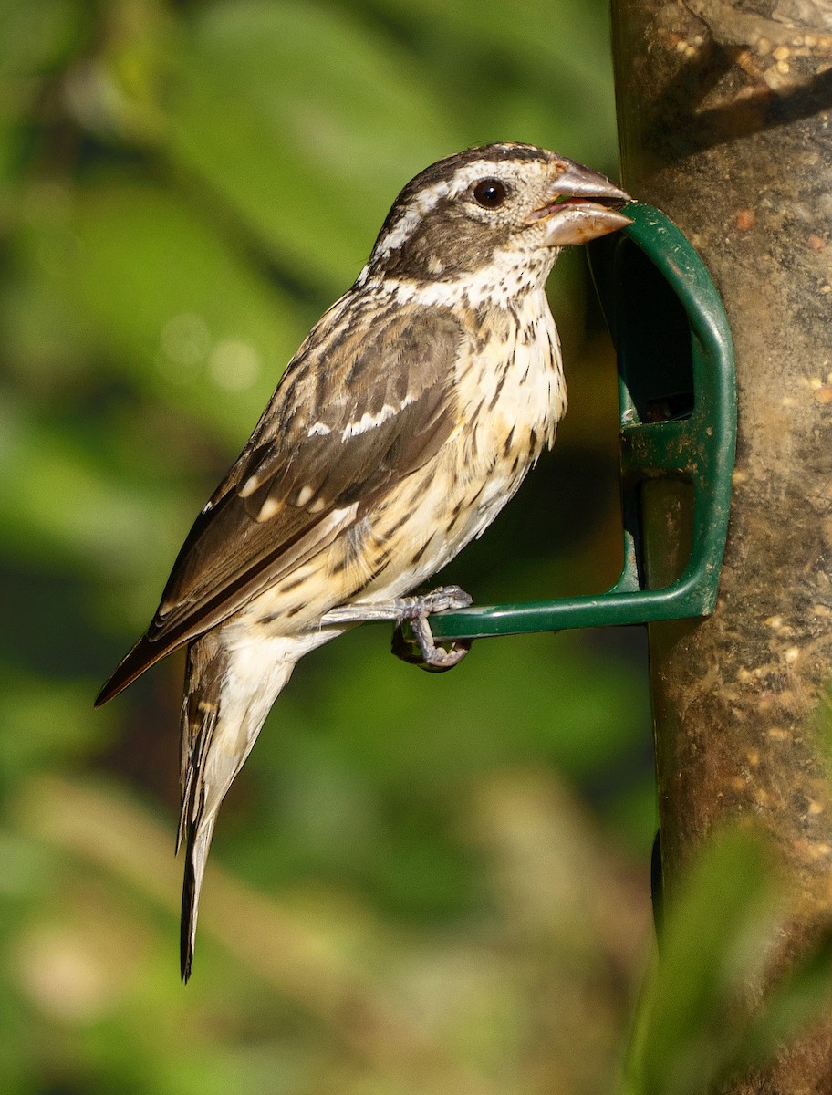Rose-breasted Grosbeak - ML639983894
