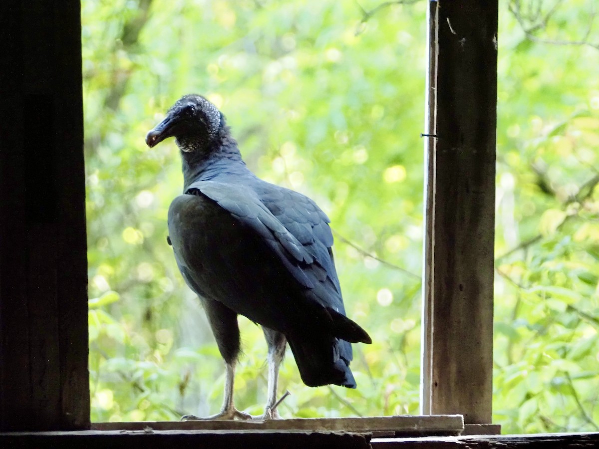 Black Vulture - ML639983908