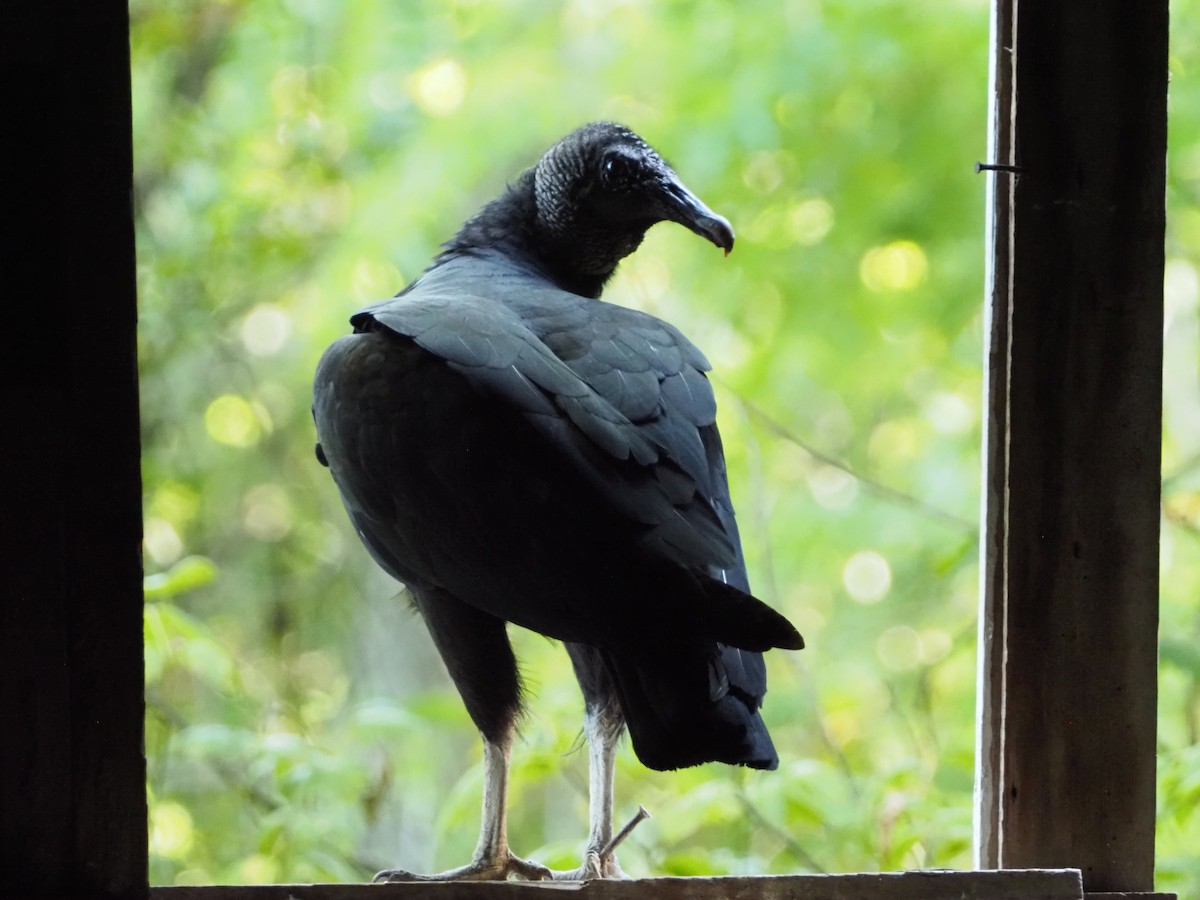 Black Vulture - ML639983909