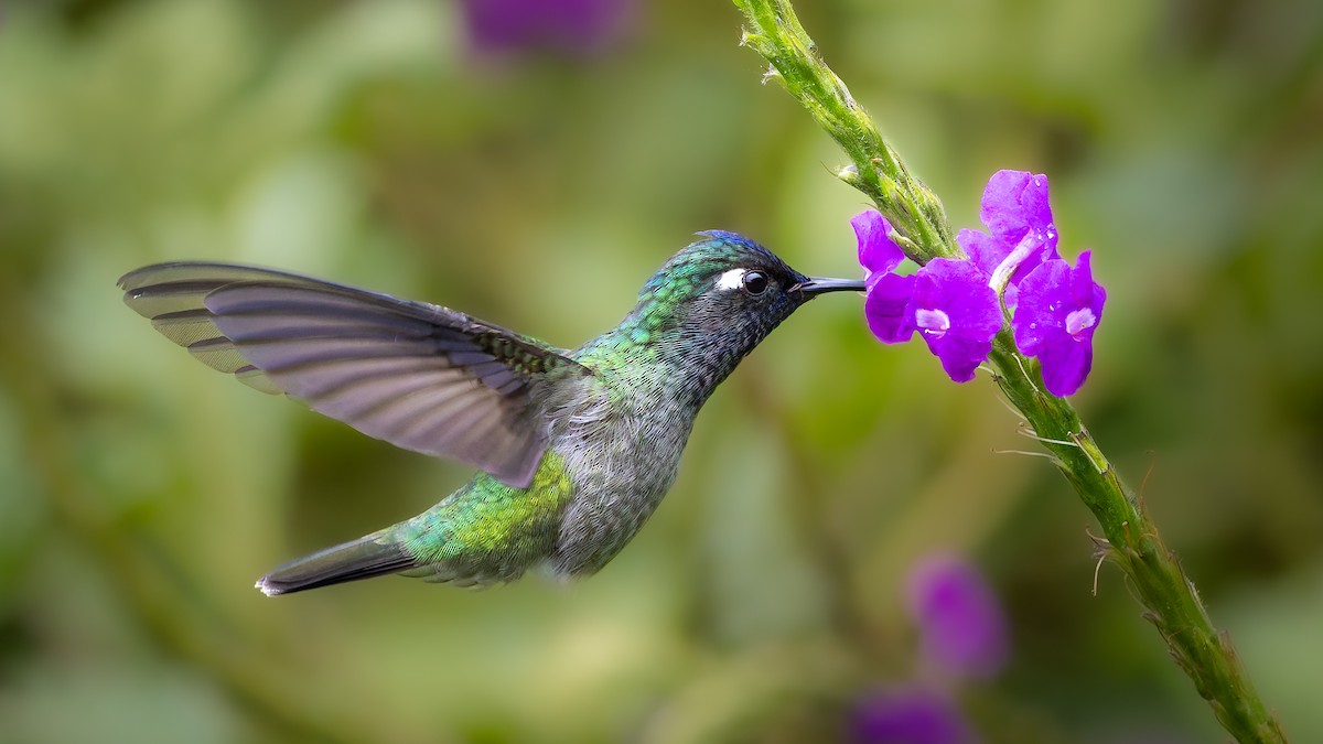 kolibřík fialovohlavý - ML639983915