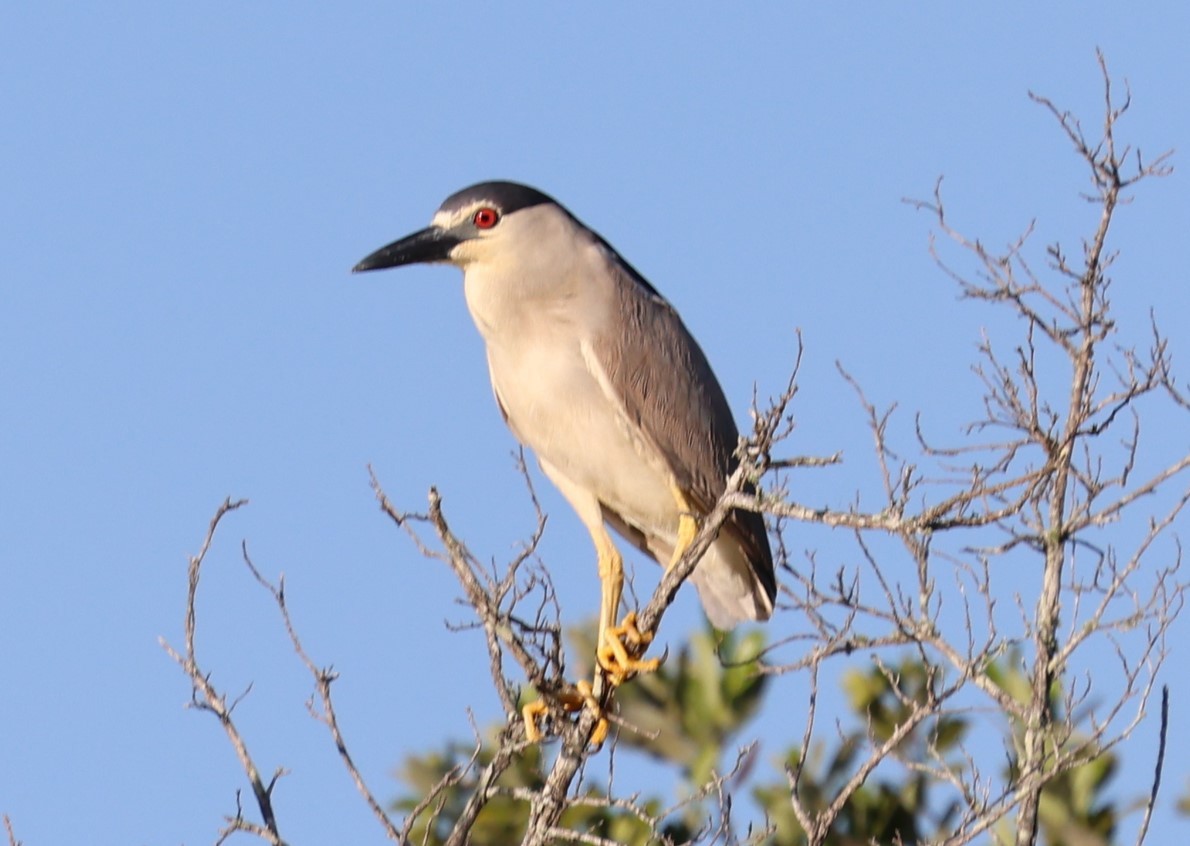 Nachtreiher - ML639983920