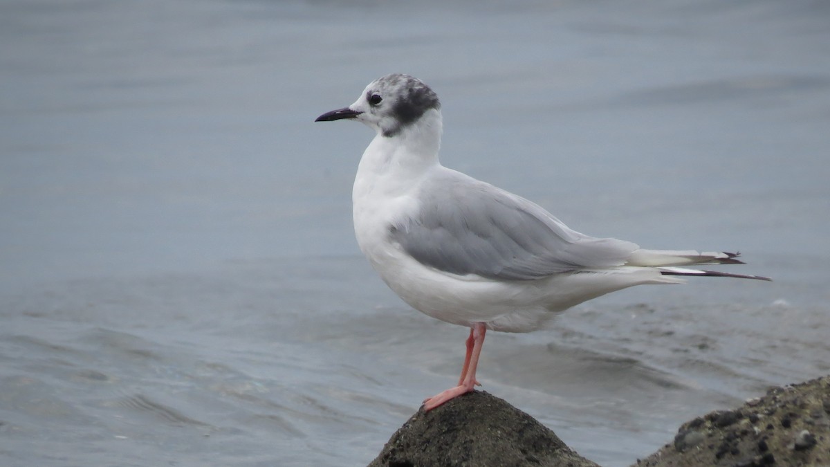 Bonaparte's Gull - ML639983994