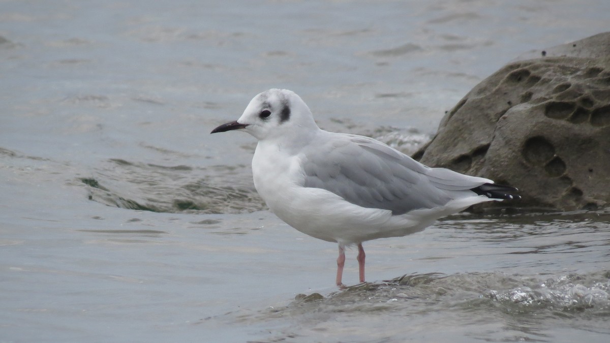 Bonaparte's Gull - ML639983995