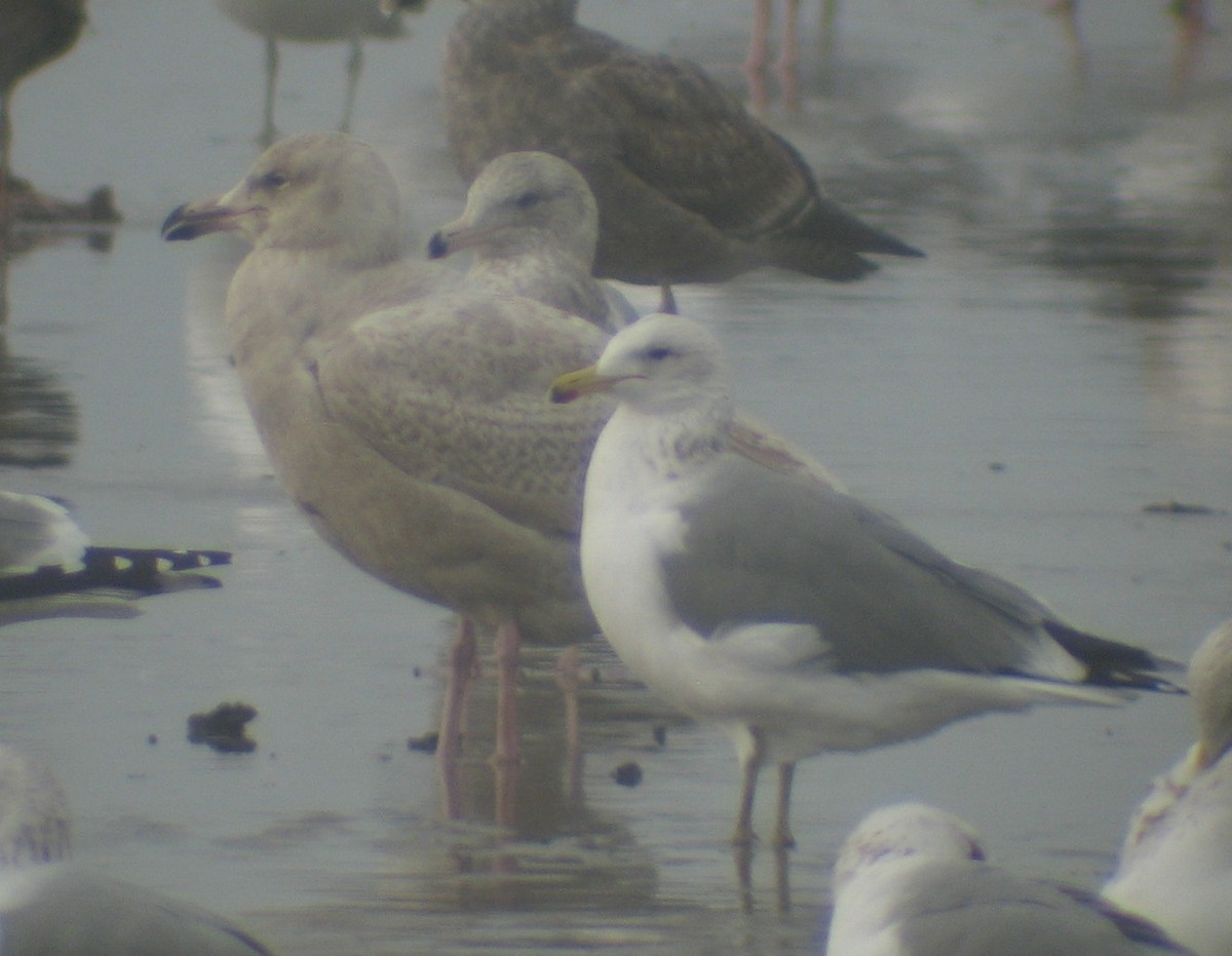 Glaucous x Glaucous-winged Gull (hybrid) - ML639984001