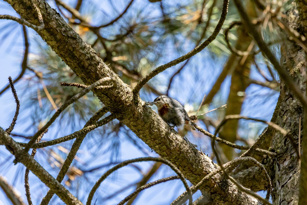 Krüper's Nuthatch - ML639984018