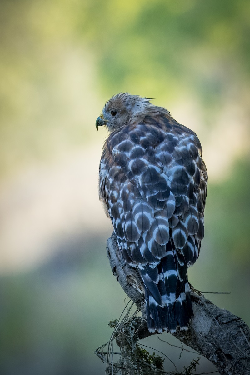 Red-shouldered Hawk - ML639984071