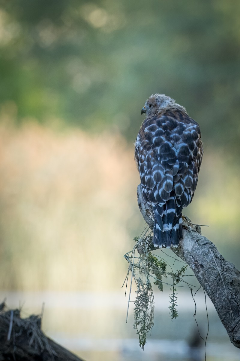 Red-shouldered Hawk - ML639984072