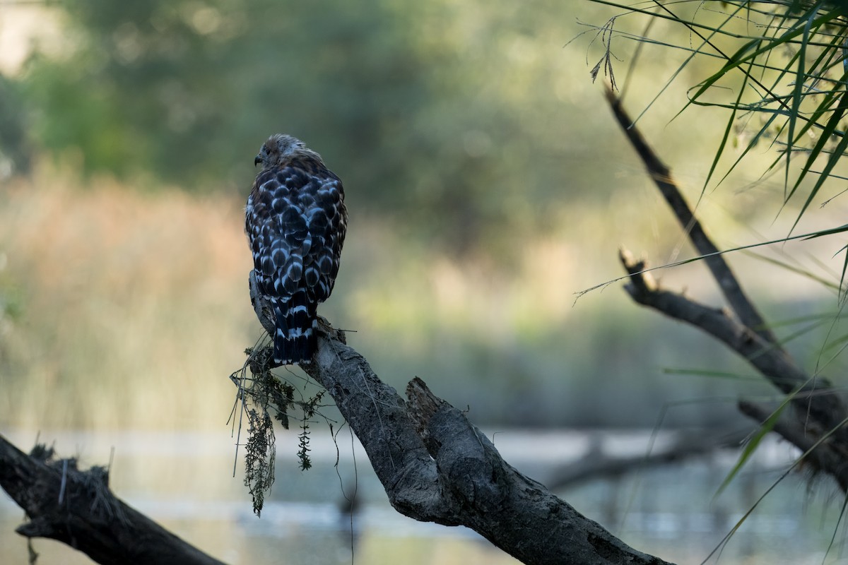 Red-shouldered Hawk - ML639984073