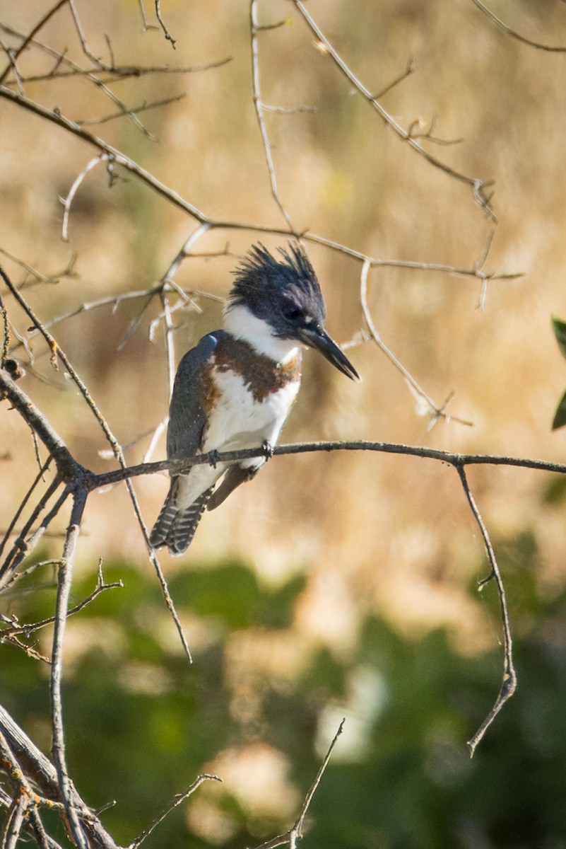 Belted Kingfisher - ML639984078