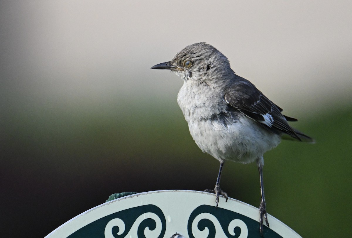 Northern Mockingbird - ML639984087