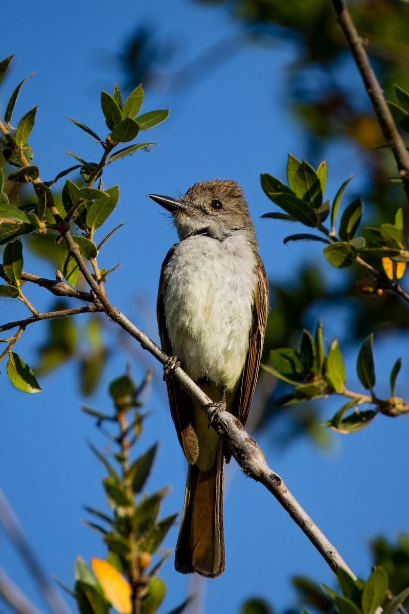 Ash-throated Flycatcher - ML639984088