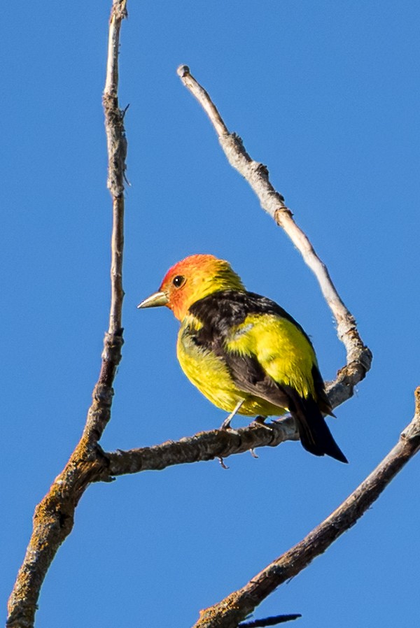 Western Tanager - ML639984104