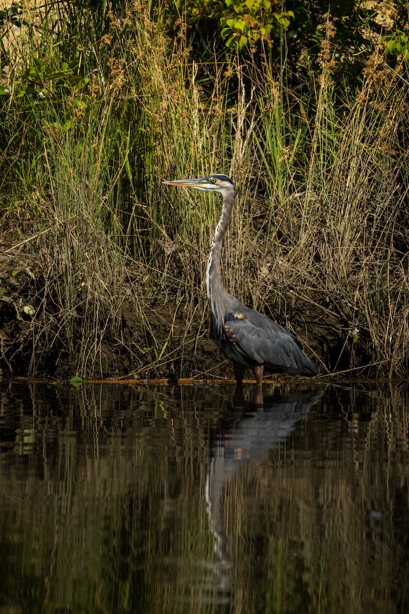 Great Blue Heron - ML639984115