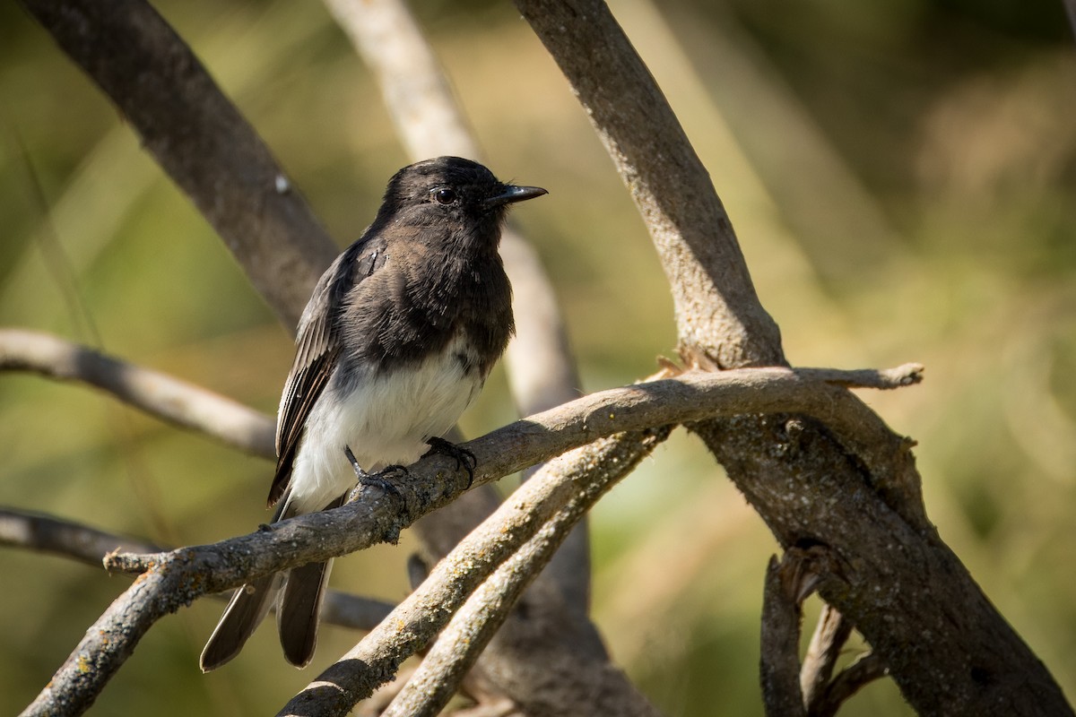 Black Phoebe - ML639984131