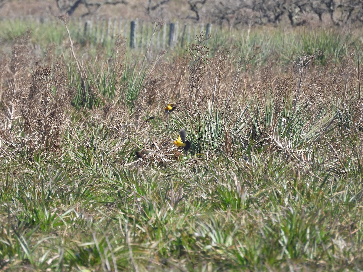 Saffron-cowled Blackbird - ML639984132