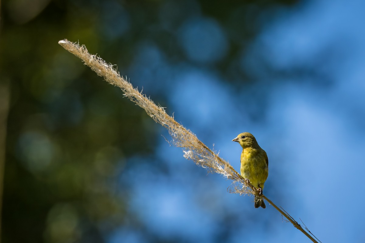 Lesser Goldfinch - ML639984135