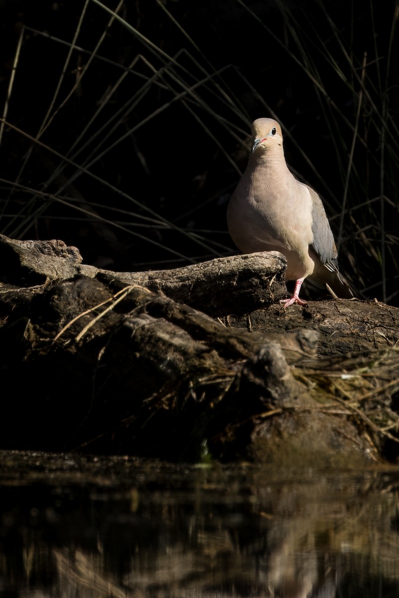 Mourning Dove - ML639984140