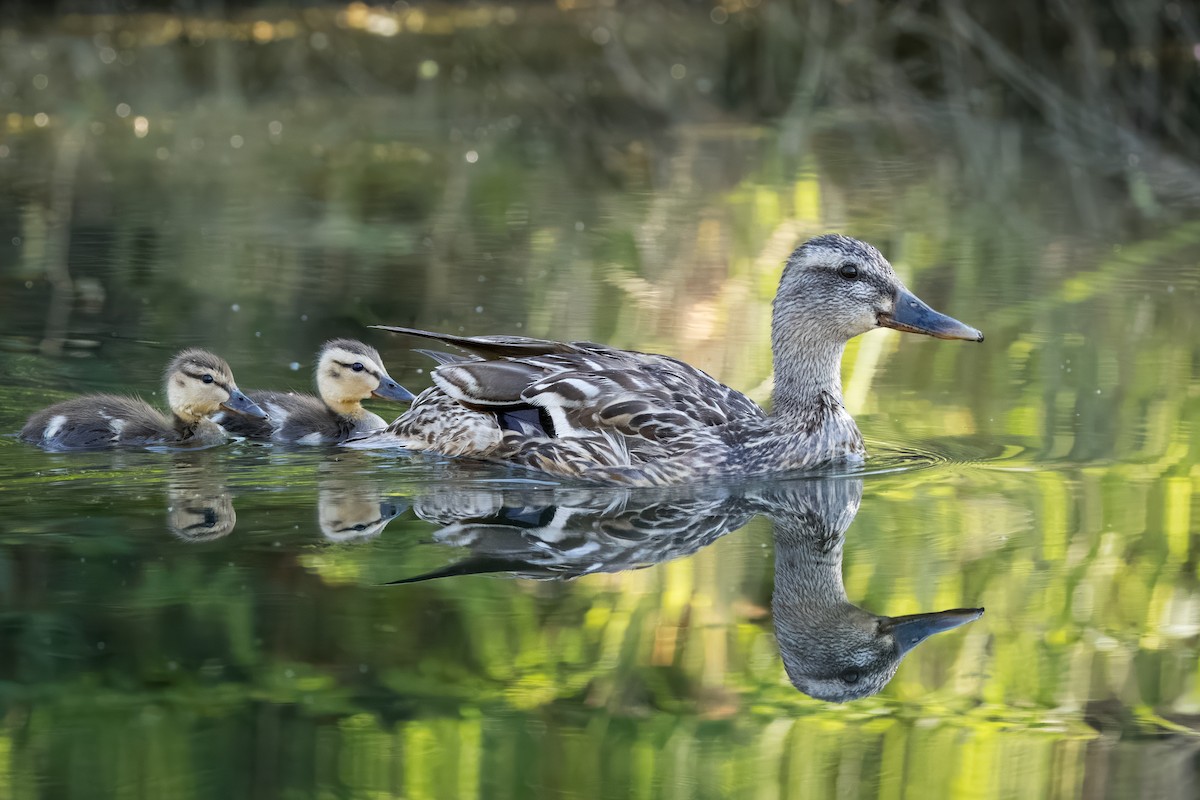 Mallard - ML639984146