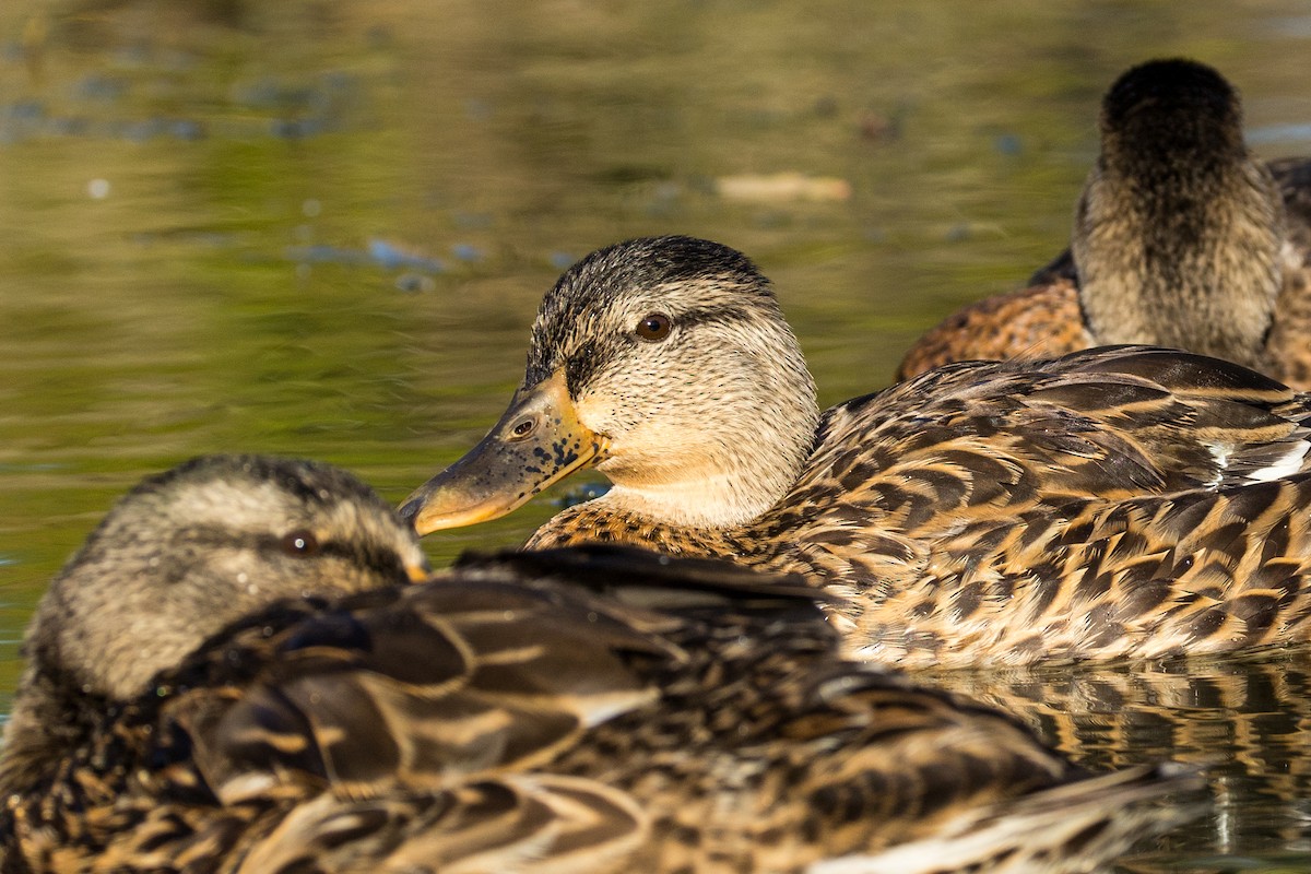 Mallard - ML639984159