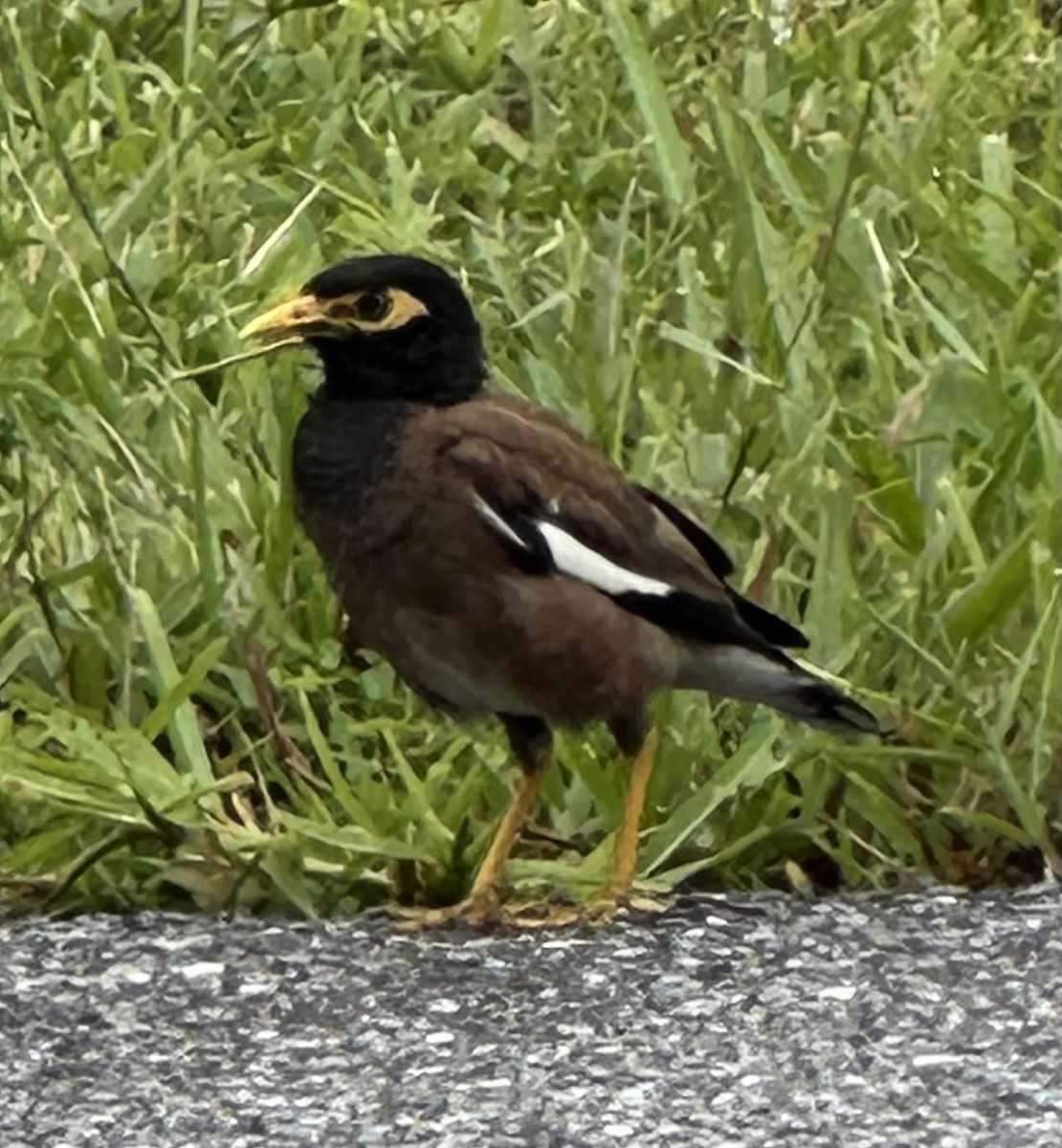 Common Myna - ML639984181