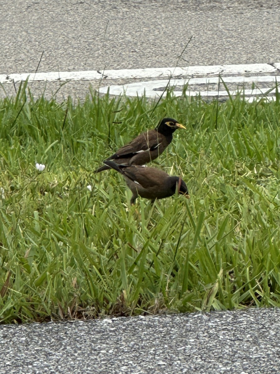 Common Myna - ML639984182