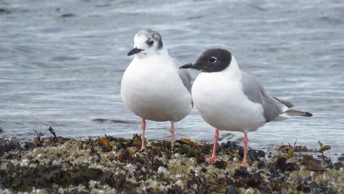 Bonaparte's Gull - ML639984285