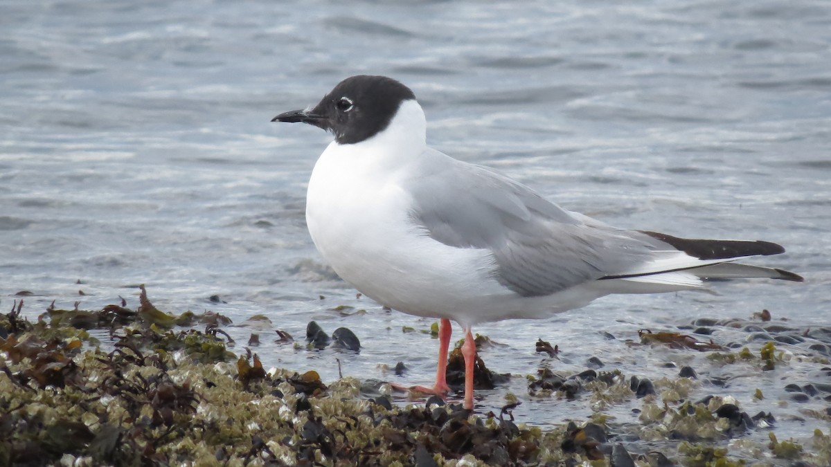 Bonaparte's Gull - ML639984286