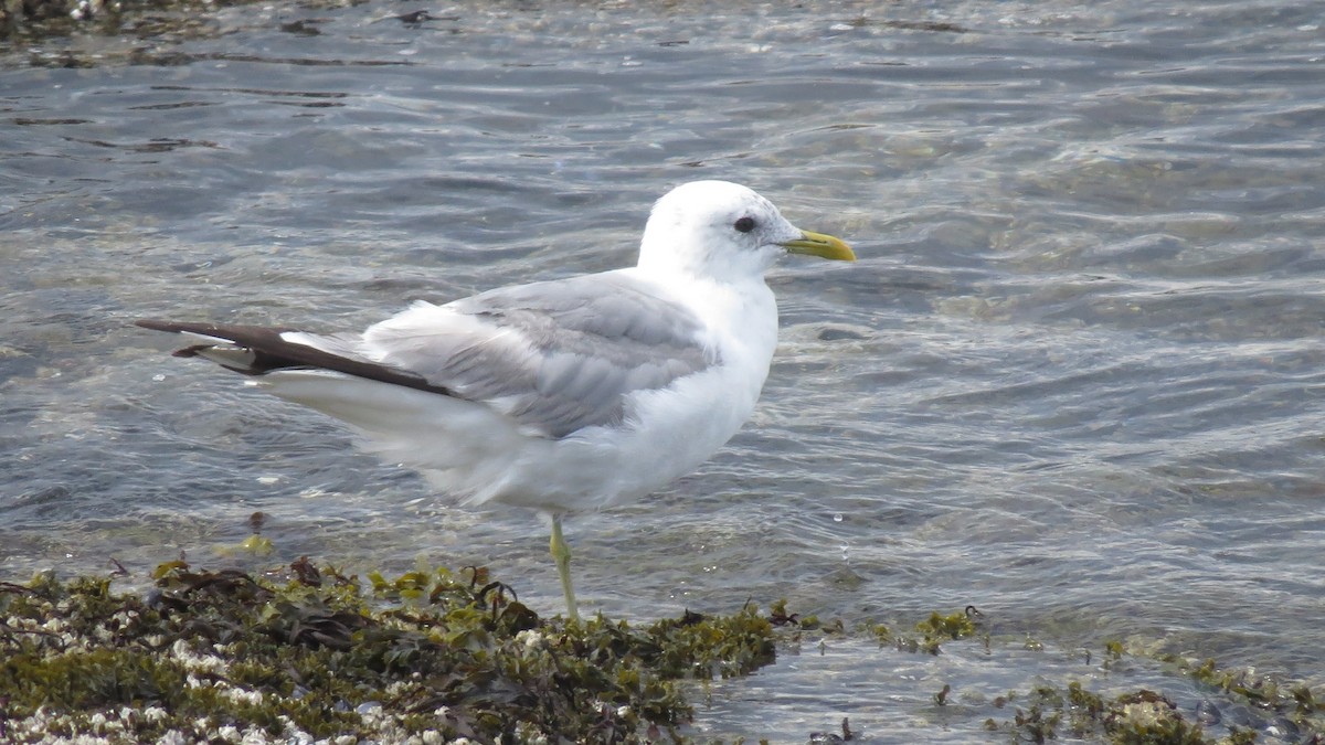 Short-billed Gull - ML639984289