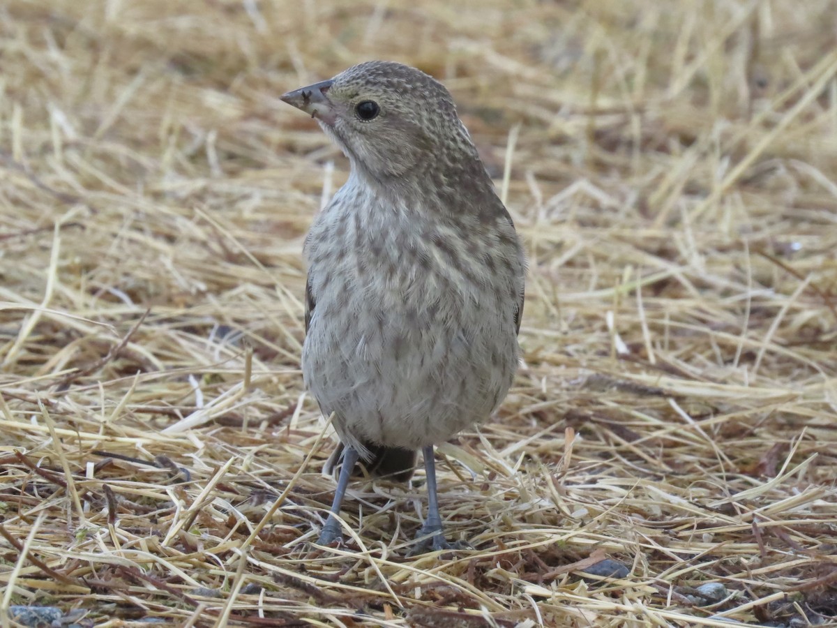 Brown-headed Cowbird - ML639984291