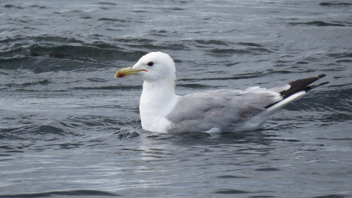 California Gull - ML639984298